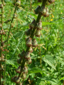 Agrimonia eupatoria